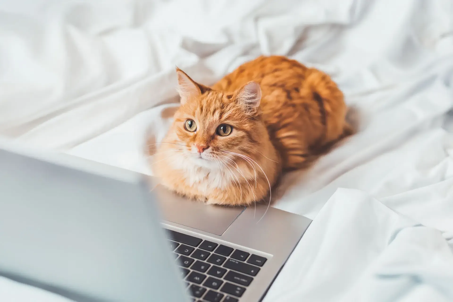 An orange Tabby cat lays near a laptop computer