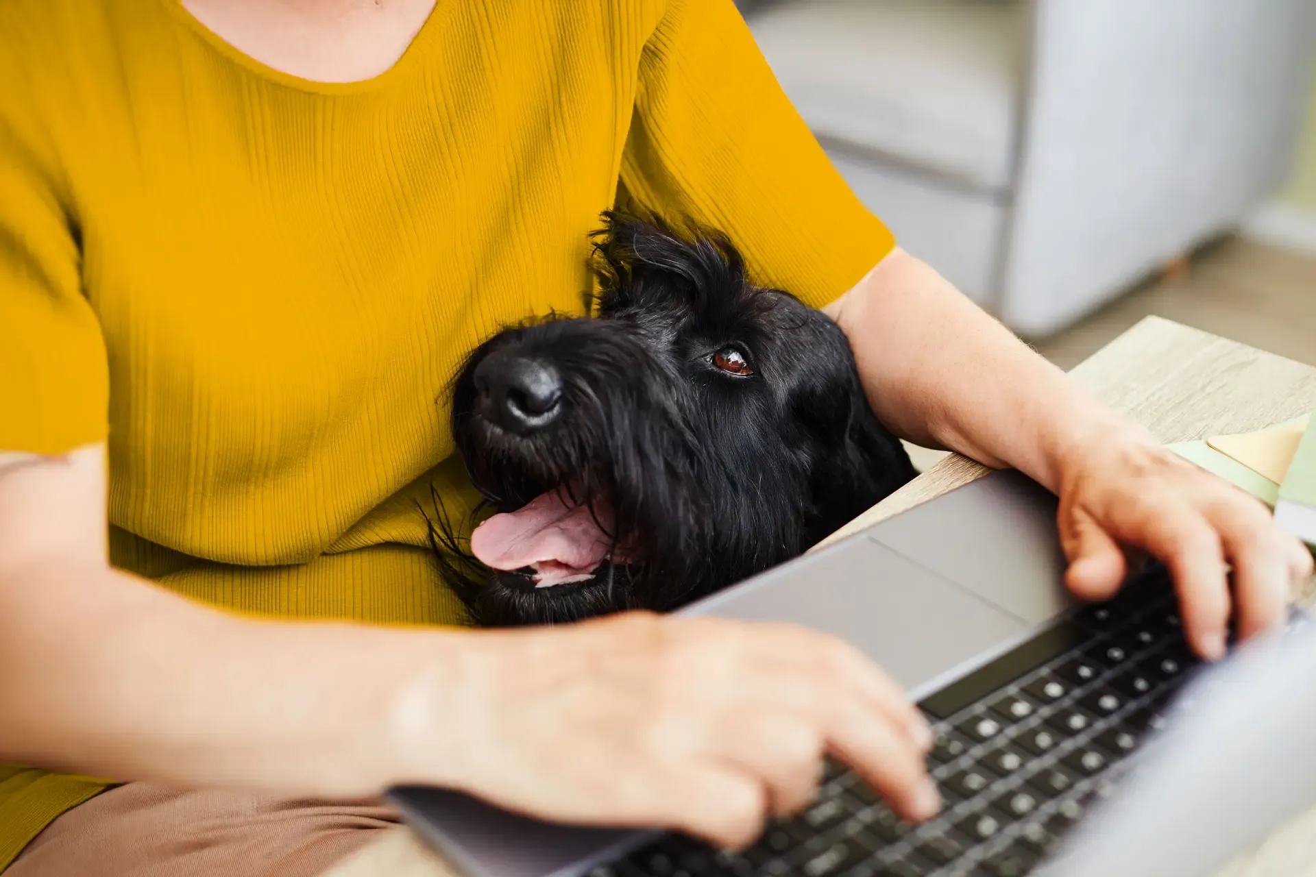 A black dog places its head in the lap of its owner who is working at her computer