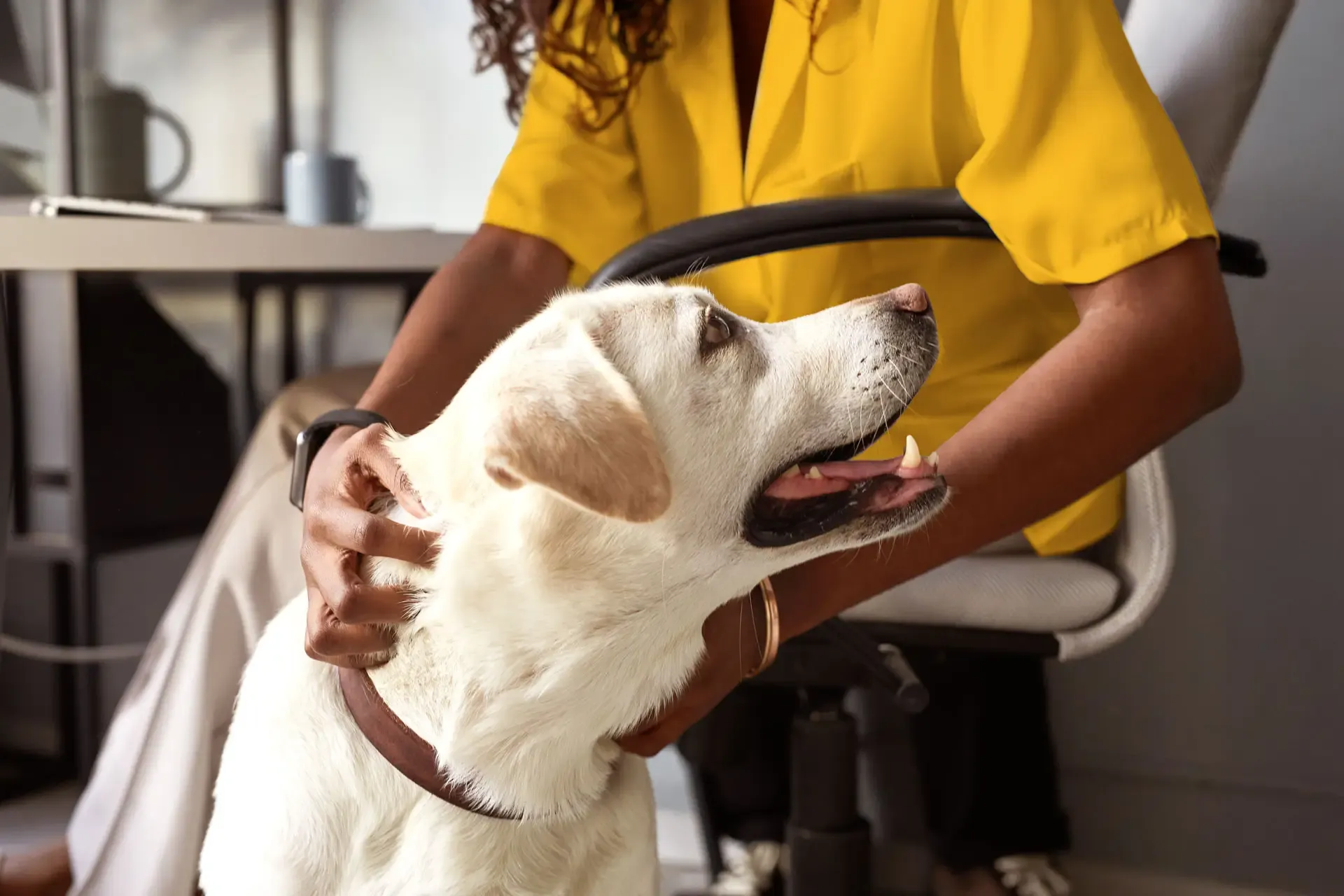 A smiling Labrador Retriever gets pet by their owner while they sit at their desk