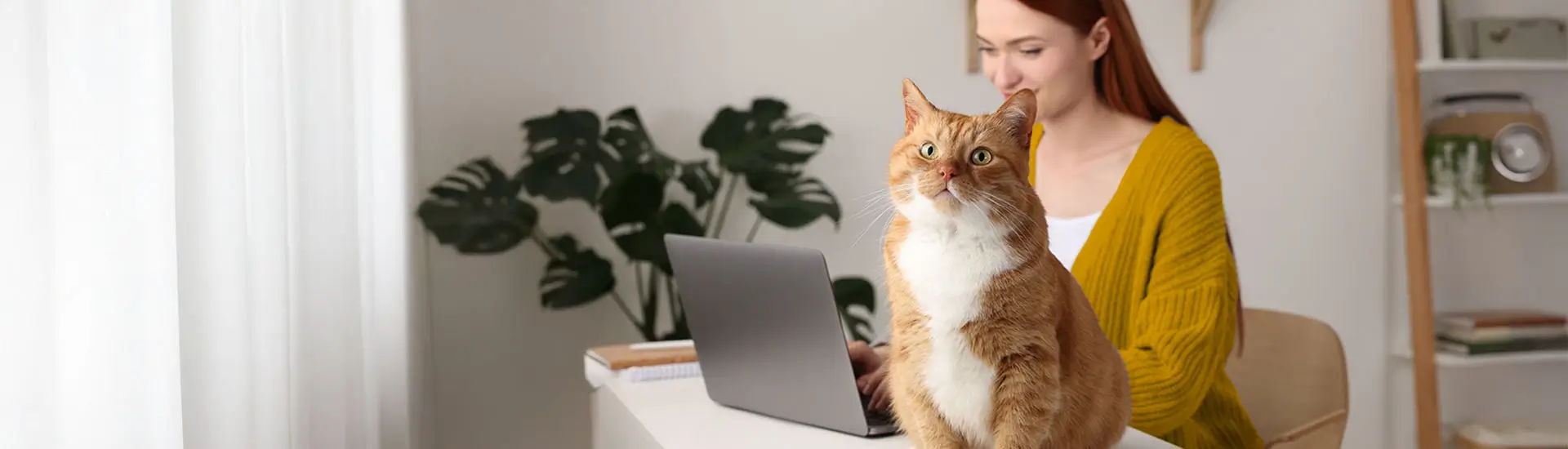 A fluffy orange and white cat sits attentively on the desk as its owner works at her laptop