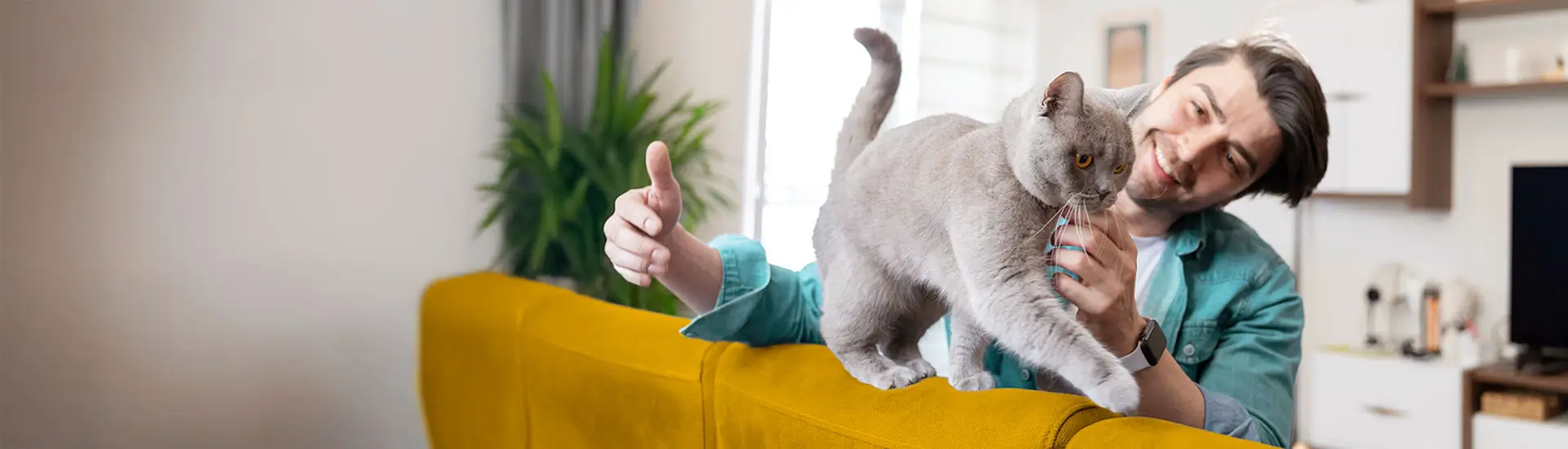 A man pets a fluffy light gray cat that walks along the top of a couch